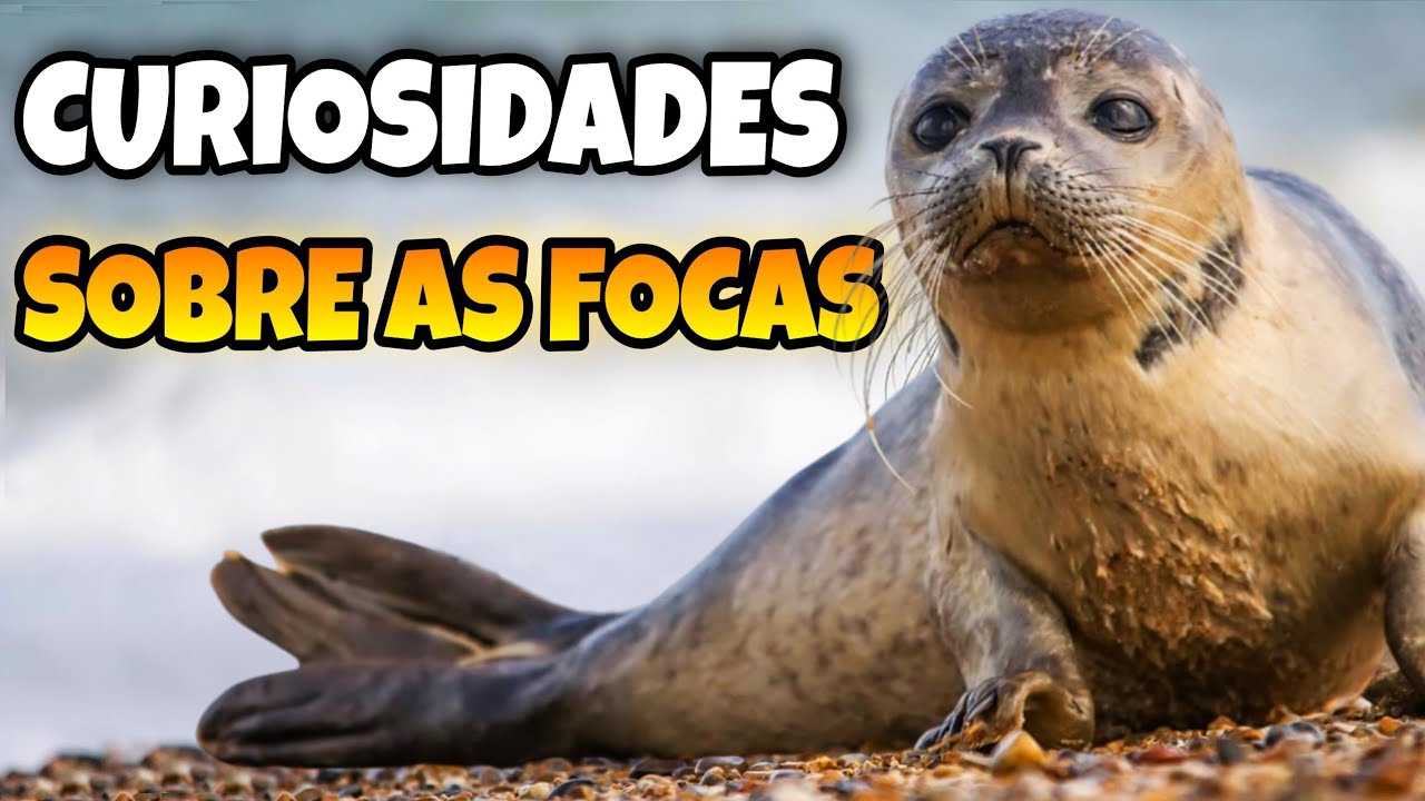  12 datos curiosos y adorables sobre las focas que no conocías