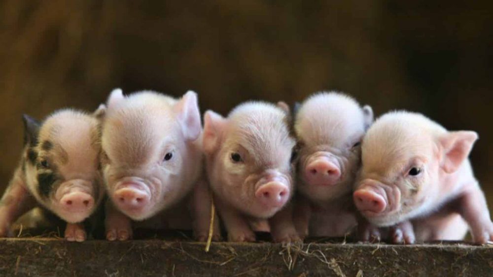  70 curiosidades sobre los cerdos que te sorprenderán