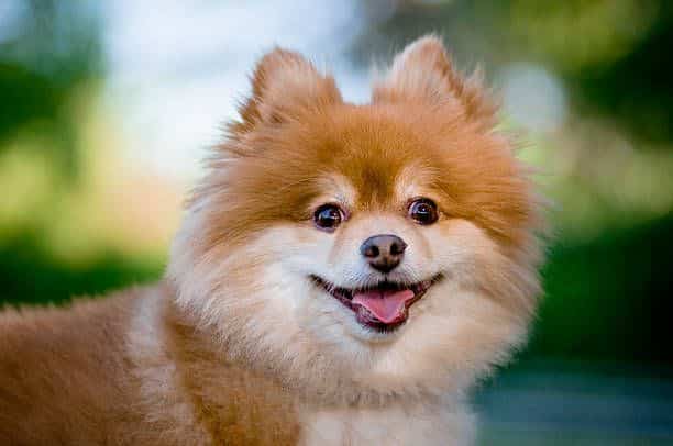  Las 18 razas de cachorros peludos más bonitas para criar