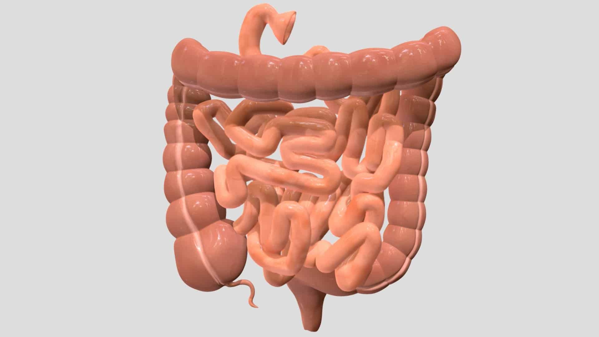  Descubrir el tamaño del intestino humano y su relación con el peso