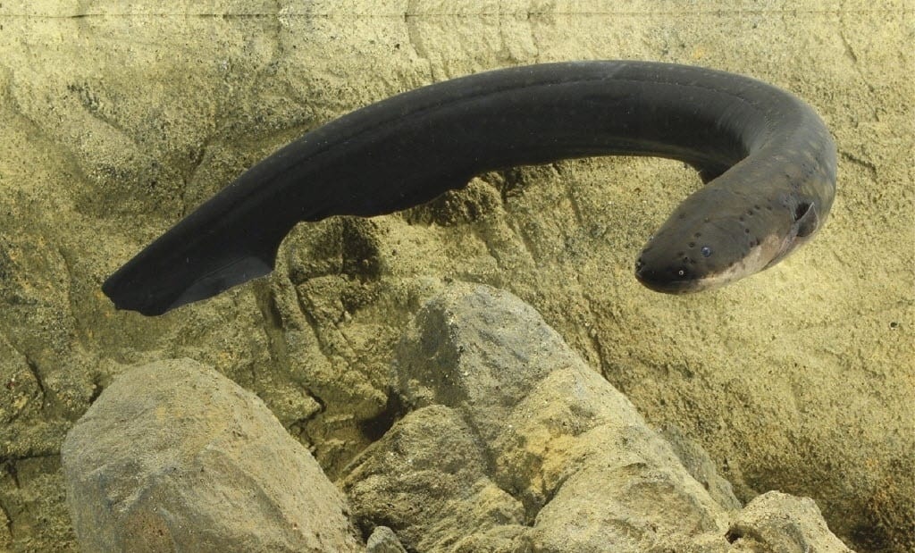  Anguilas - Qué son, dónde viven y sus principales características
