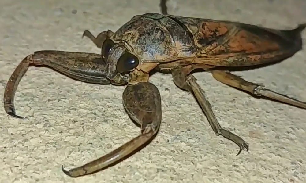  Cucaracha de agua: el animal come de todo, desde tortugas hasta serpientes venenosas