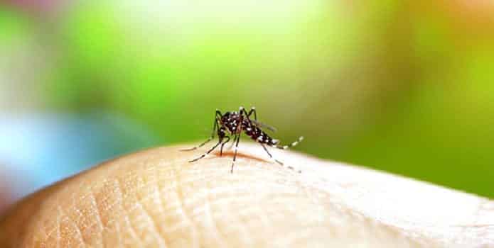  Mosquitos - Ciclo biológico, especies y curiosidades sobre estos insectos