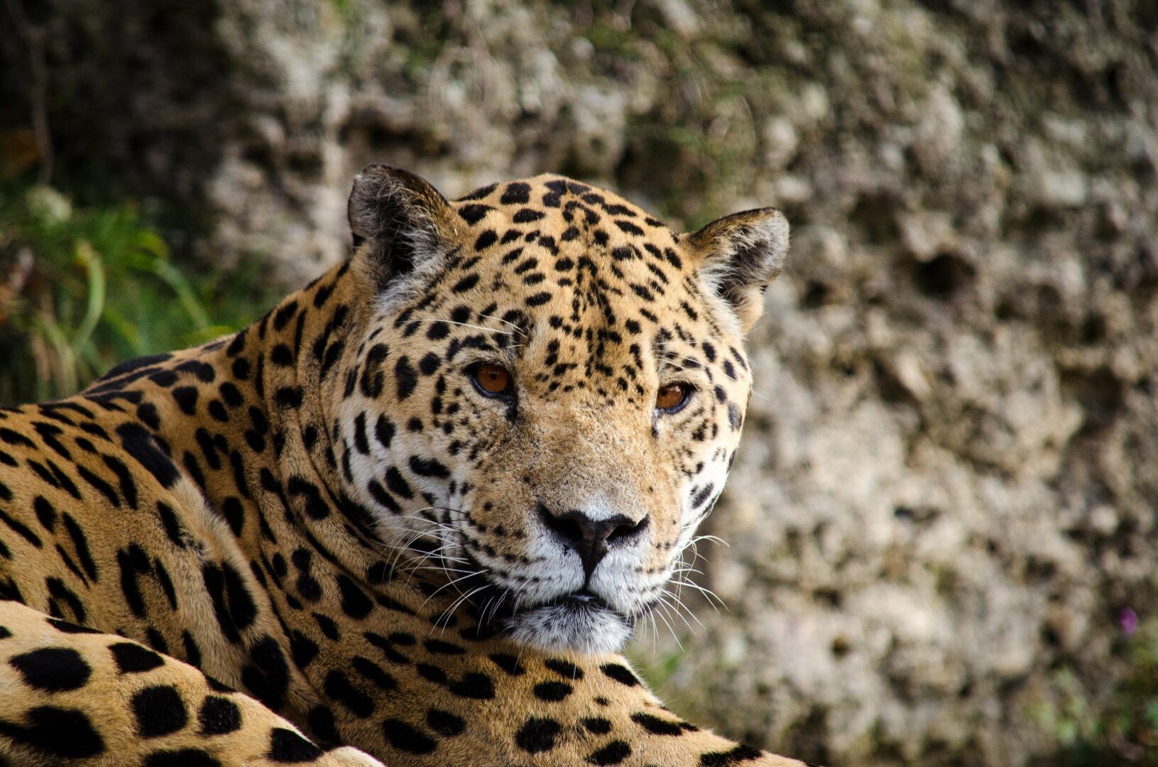  Jaguar, ¿qué es? Origen, características y curiosidades