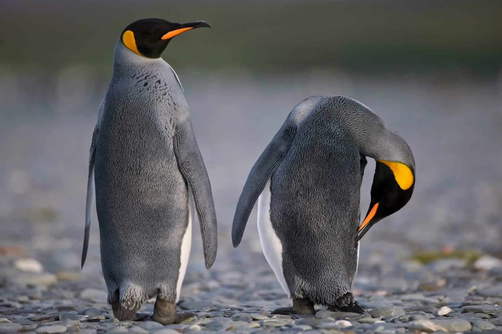  Pingüino - Características, dieta, reproducción y principales especies