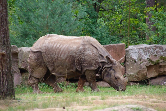  Rinocerontes extintos: ¿cuáles han desaparecido y cuántos quedan en el mundo?