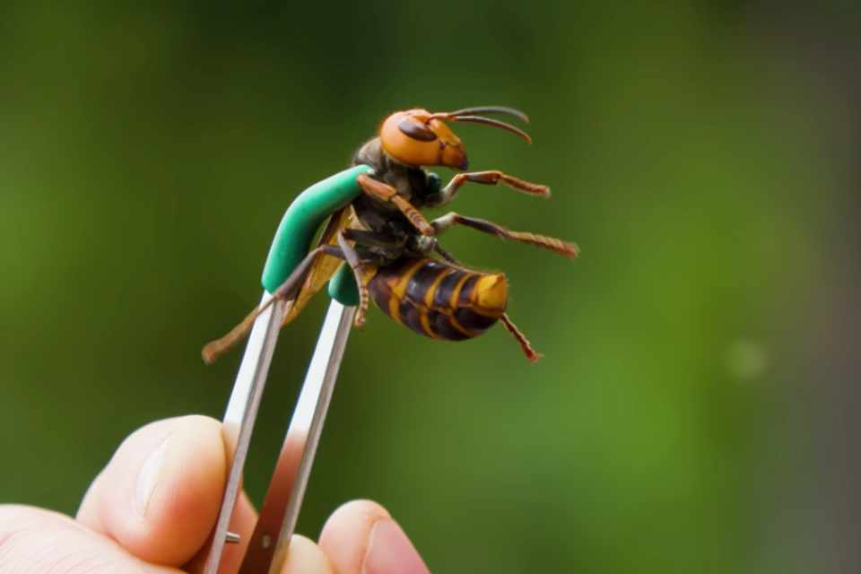 Vespa - Características, reproducción y diferencias con las abejas