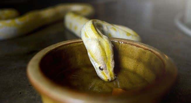  ¿Has visto alguna vez cómo beben agua las serpientes? Descúbrelo en vídeo - Secretos del Mundo