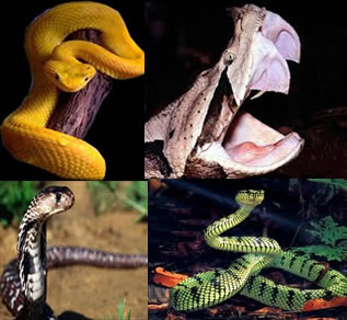  Conozca las características de las serpientes y las serpientes venenosas
