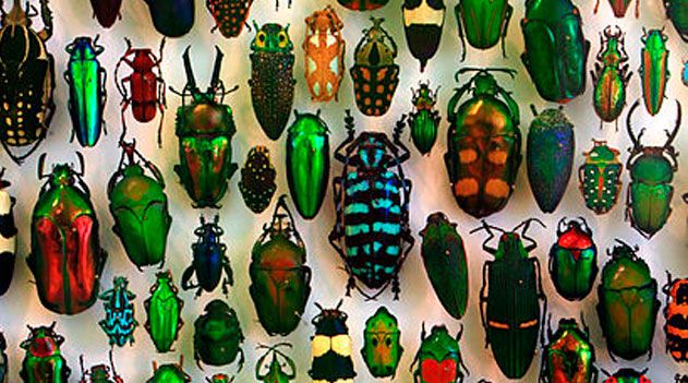  Coléoptères - Espèces, mœurs et coutumes de ces insectes