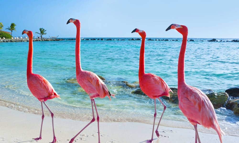  Flamingo's: kenmerke, habitat, voortplanting en prettige feite oor hulle