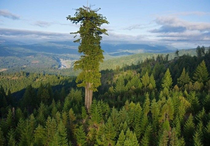  Dünyanın ən böyük ağacı, o nədir? Rekord sahibinin boyu və yeri