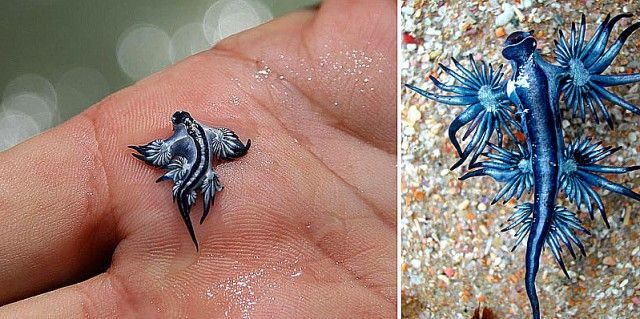  Sea Slug - Κύρια χαρακτηριστικά αυτού του ιδιόμορφου ζώου