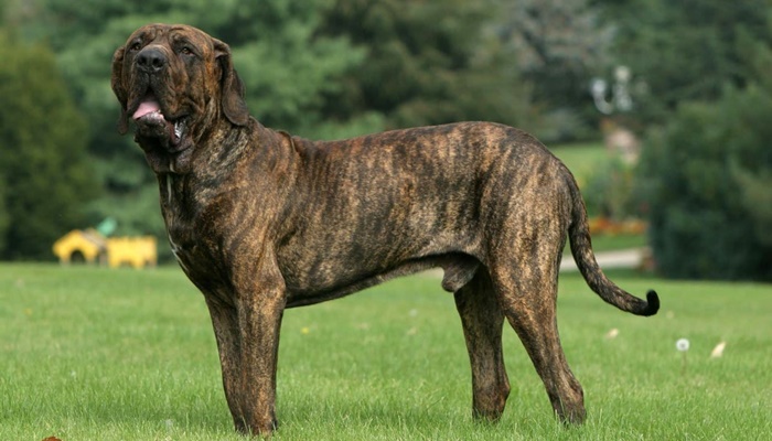  Dünyanın en popüler 30 kahverengi köpek ırkı