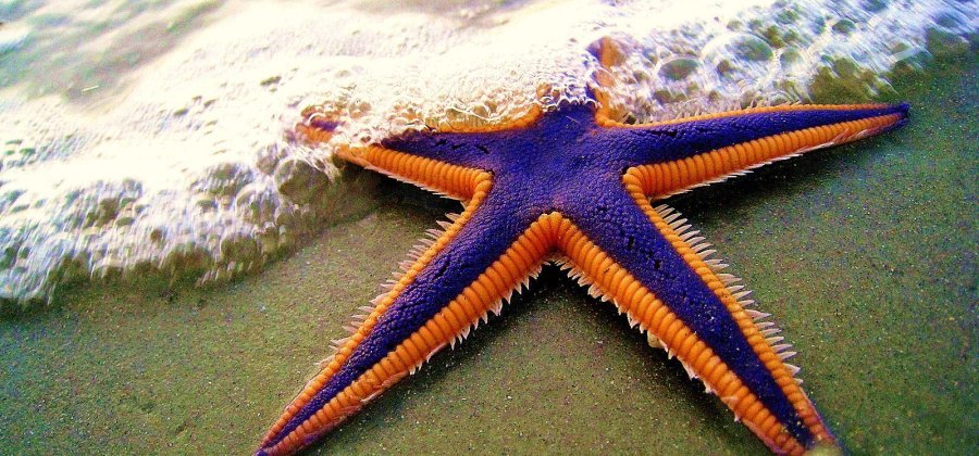  Estrela de mar: anatomía, hábitat, reprodución e curiosidades