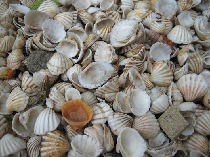  Caractéristiques, formation et types de coquillages marins