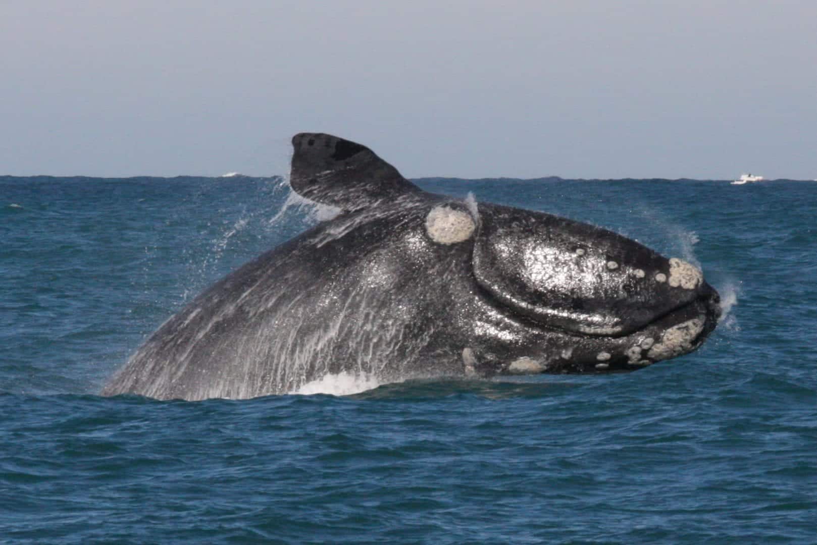  Baleines - Caractéristiques et principales espèces dans le monde