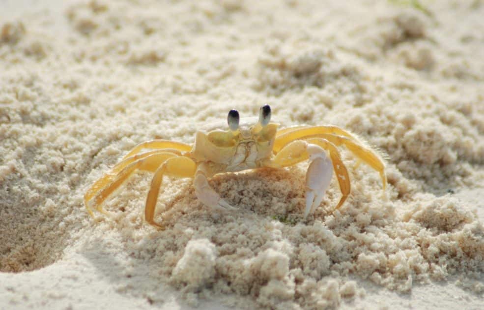  螃蟹和蟹的区别：是哪一种，如何识别？