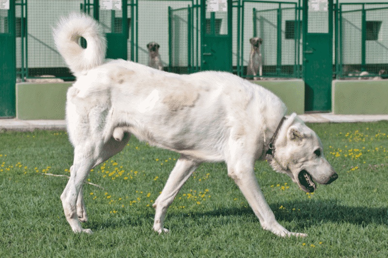  سلالة الكلاب البيضاء: تعرف على 15 سلالة وستقع في الحب مرة واحدة وإلى الأبد!