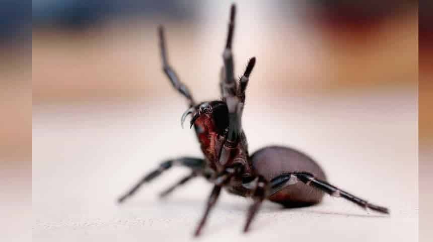  15 loài nhện độc và nguy hiểm nhất thế giới