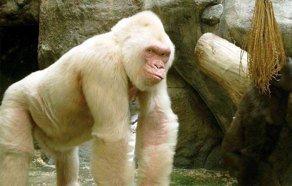  28 najfantastičnijih albino životinja na planeti