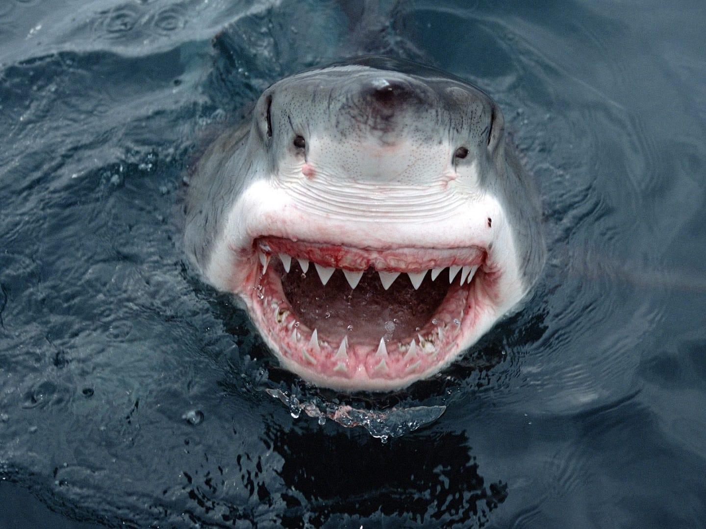  ¿Cómo se llama el tiburón hembra? Descubre lo que dice Língua Portuguesa - Secretos del Mundo