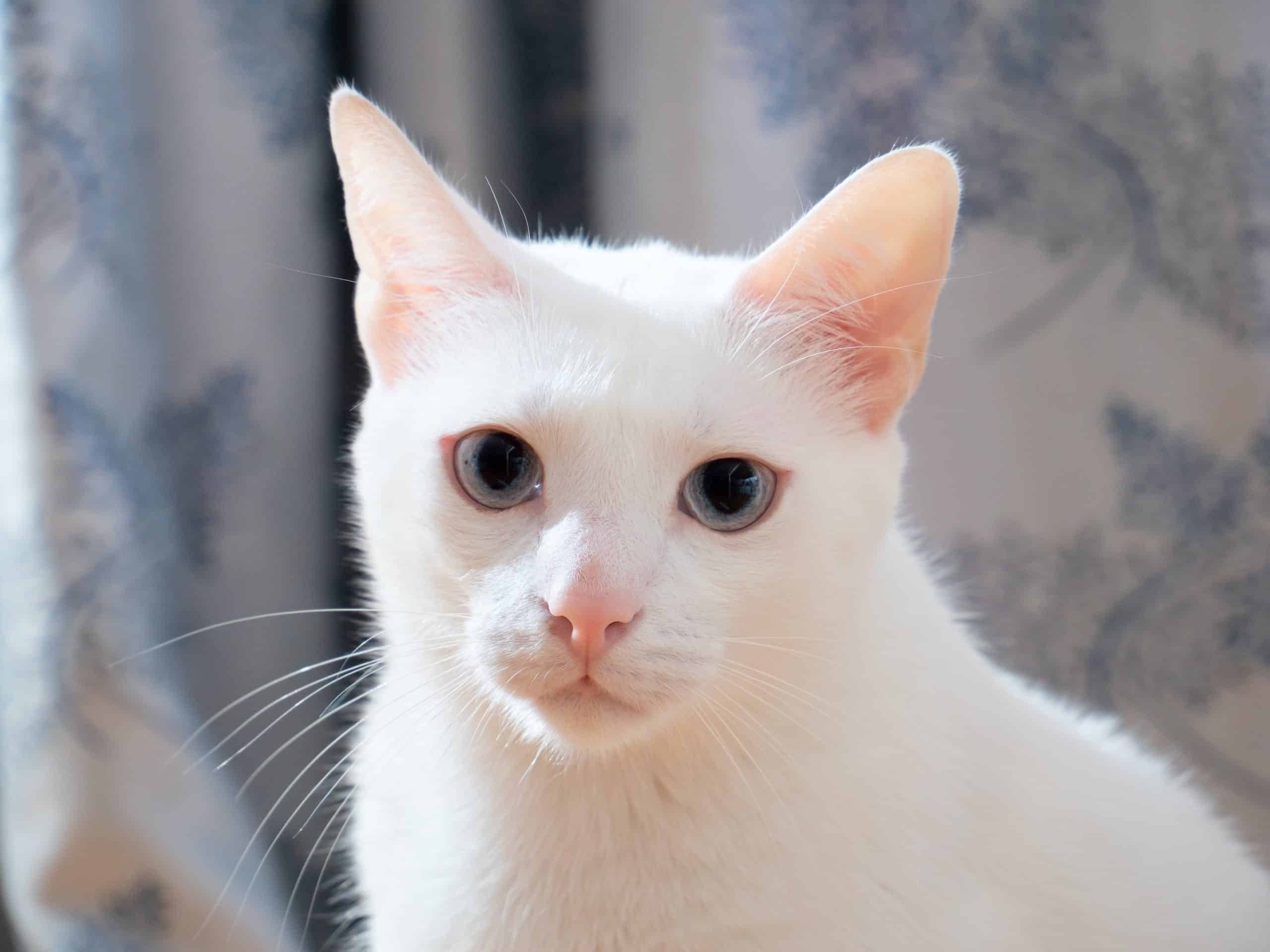  سلالات القطط البيضاء: تعرف على خصائصها وتقع في الحب