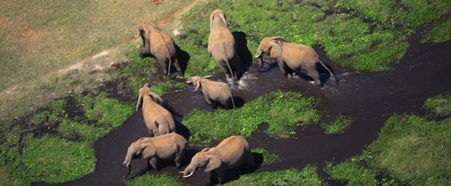  10 kurioossust elevantide kohta, mida sa ilmselt ei teadnudki
