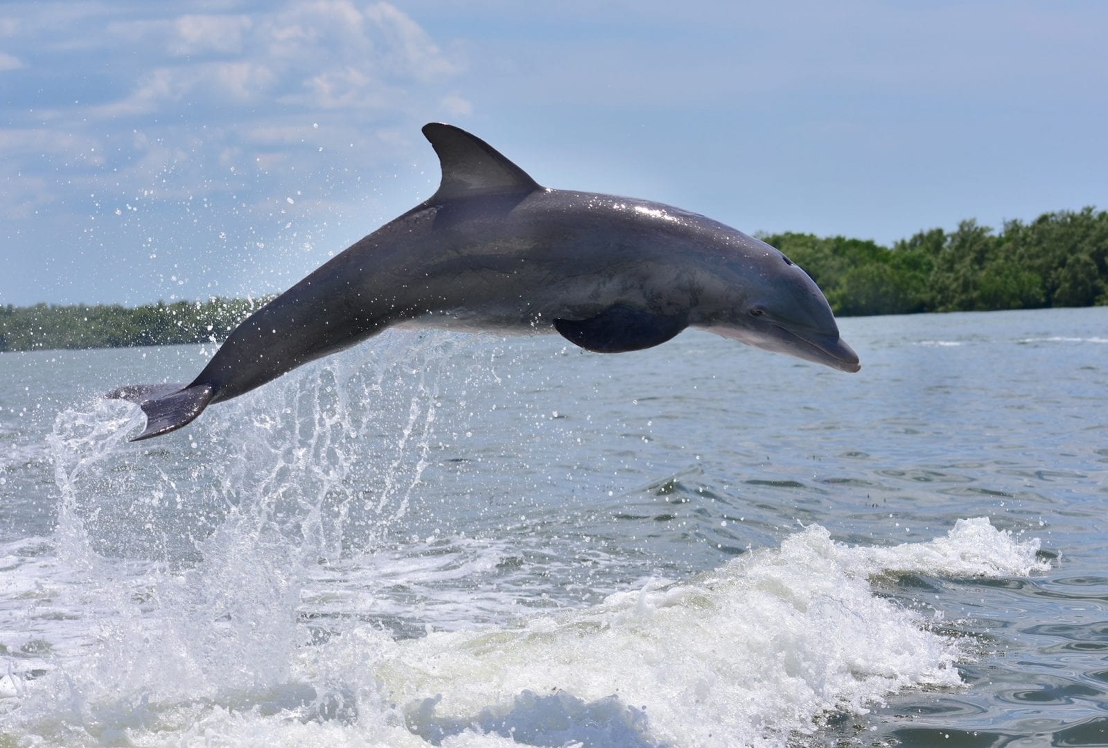  Delfines: cómo viven, qué comen y sus principales hábitos
