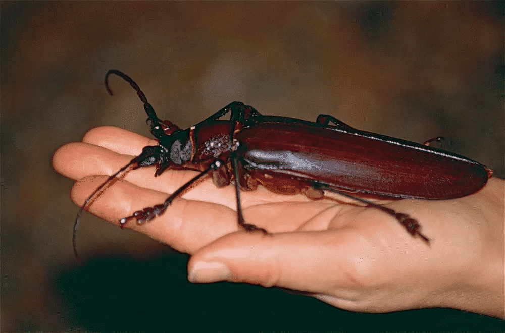  世界最大の昆虫-その大きさに驚く10の動物たち