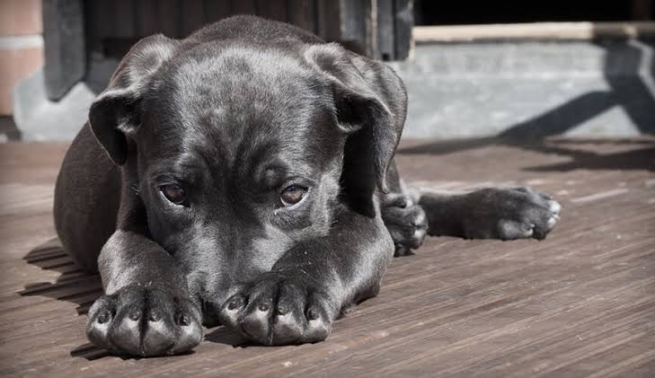  Köpək qusması: 10 növ qusma, səbəbləri, simptomları və müalicəsi