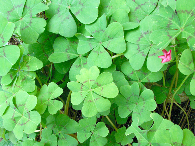  Trébol de cuatro hojas: ¿por qué es un amuleto de la suerte?