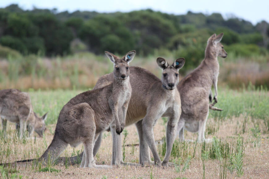  Alt om kænguruer: hvor de lever, arter og kuriositeter